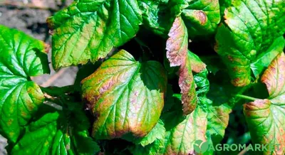 Болезни смородины и борьба с ними - Agro-Market