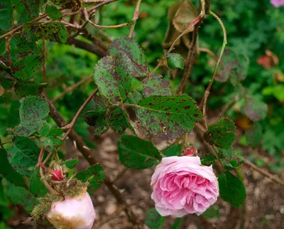 Болезни и вредители роз. Чем обработать розы от болезней и вредителей