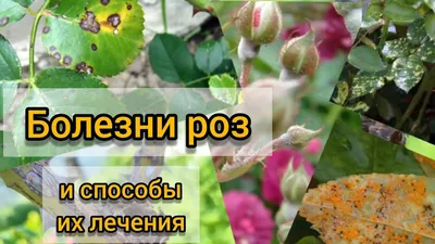 Самые распространенные болезни роз и методы их лечения - YouTube