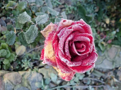 Болезни роз: какие бывают и как спасти растение
