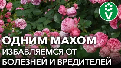 ОТ ВСЕХ БЕД РОЗ ПОМОЖЕТ ОДНО ЗАБЫТОЕ СРЕДСТВО! Обработка роз от болезней и  вредителей - YouTube