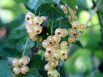 Болезни смородины и борьба с ними - Agro-Market