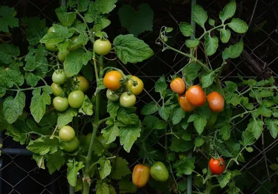 На листьях помидоров желтые пятна: почему появляются и как избавиться |  ivd.ru