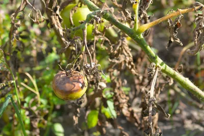 8 болезней томатов, которые вы должны знать в лицо. Фото — Ботаничка