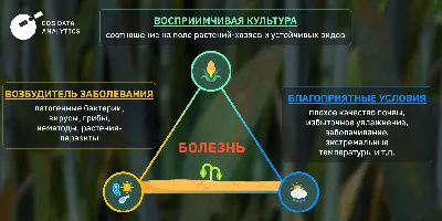 Болезни Растений: Их Виды, Признаки, Методы Лечения