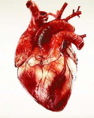 7 неожиданных признаков, что у вас проблемы с сердцем - Здоровье 24