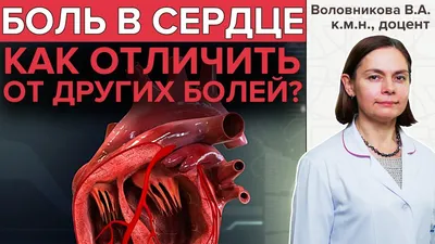 Сердце человека: как болит, где находится, сколько камер и другие  интересные и важные факты