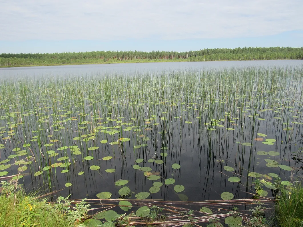 Должинское болото. Верхневолжский водно-болотный комплекс. Экосистема болота биогеоценоз. Чановская Озерно Болотная экосистема.