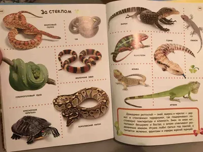 РОСМЭН Большая энциклопедия в картинках на русском Russian encyclopedia fot  kids | eBay