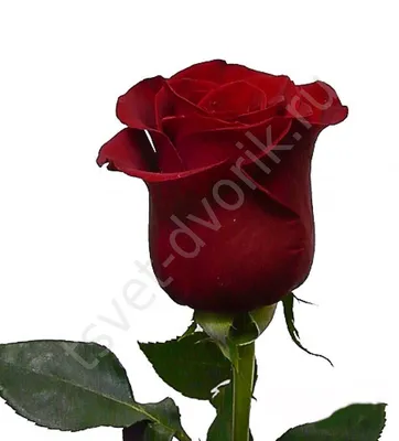 Бордовая роза стебель 50 см купить в Москве