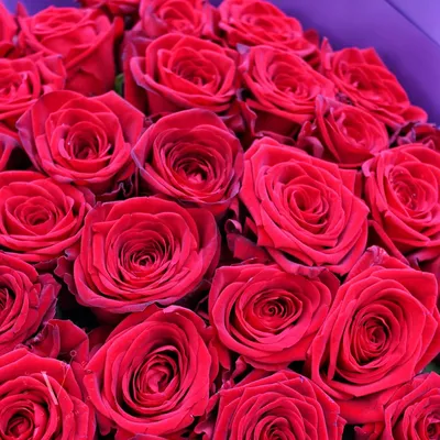 Купить букет из красных роз с бесплатной доставкой по Химкам, голландские  красные розы