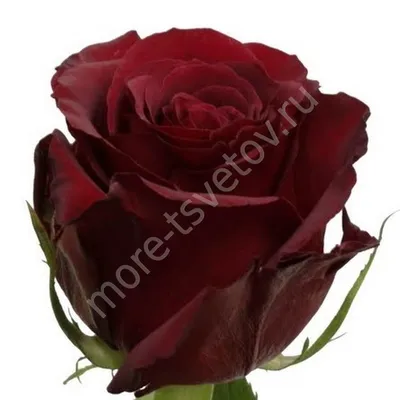 Купить 33 красных розы 60 см с доставкой в Краснодаре.