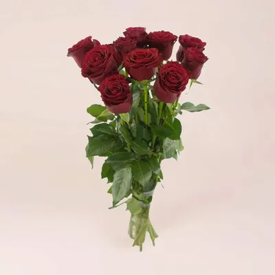 33 бордовые розы (70 см) – купить оптом и в розницу в Москве и Московской  области – Городская База Цветов