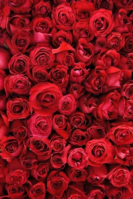 бордовые розы в росе» — создано в Шедевруме