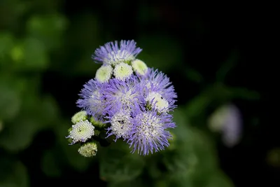 Книга Цветок Ботаника - Бесплатное фото на Pixabay - Pixabay