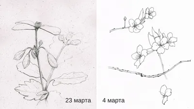 03.015.12 Ботаника: Шиповник (МИ)
