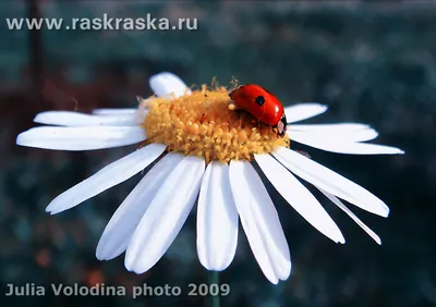 Божья коровка - картинки для детей | Картинки Detki.today