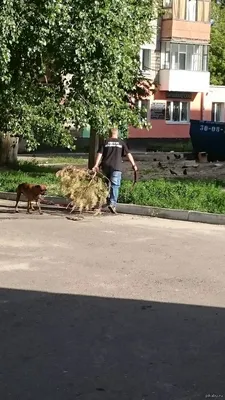 Последний день января в Брянской области будет малоснежным и теплым •  БрянскНОВОСТИ.RU