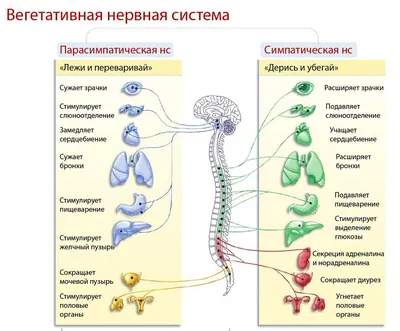 russian по низкой цене! russian с фотографиями, картинки на ингалятор для  бронхит фотографии.alibaba.com