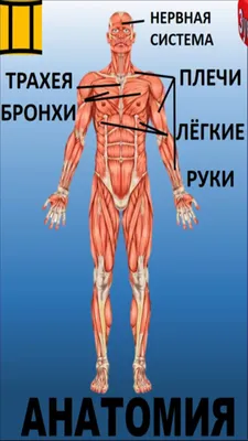 Чем опасно пассивное курение для детей | Комиинформ