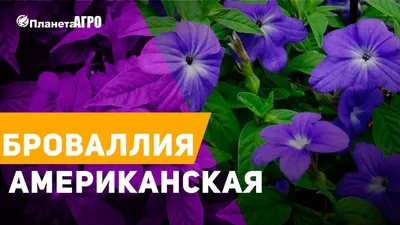 Как фото Броваллии помогает создать атмосферу романтики и нежности