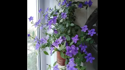 Фото изящной Броваллии, которая будет прекрасным подарком для любителя растений