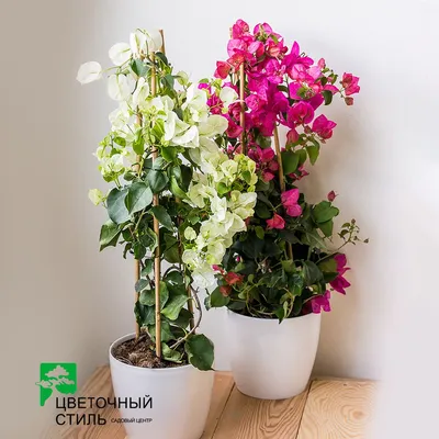 Картинка бугенвилии: изысканный цветок для вашего пространства