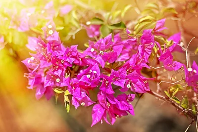 Картинка бугенвилии: яркий цветок для вашего дома
