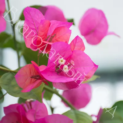 Фотография бугенвилии: украшение вашего дома ярким цветком