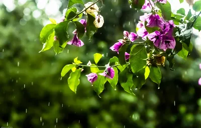 Изображение бугенвилии: яркий цветок для домашнего оазиса