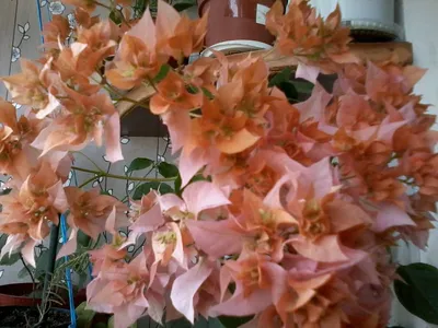Бугенвилия на фото: как украсить свой дом красивыми цветами