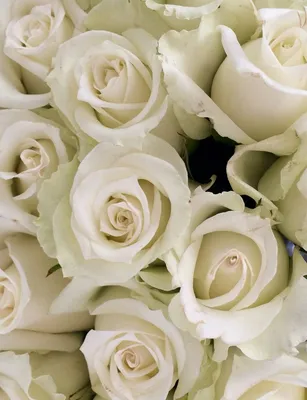 Букет из белых роз с доставкой в Красноярске
