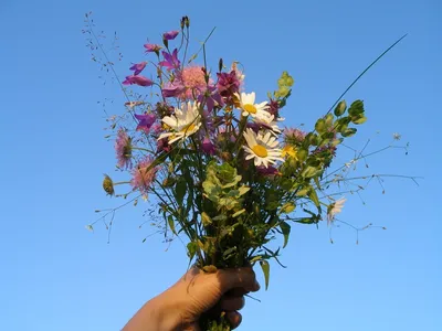 Букет полевых цветов в руках: фото в формате JPG