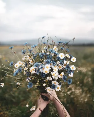 Изображение букета полевых цветов в руках на фоне природы