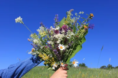 Изображение букета полевых цветов в руках на светлом фоне