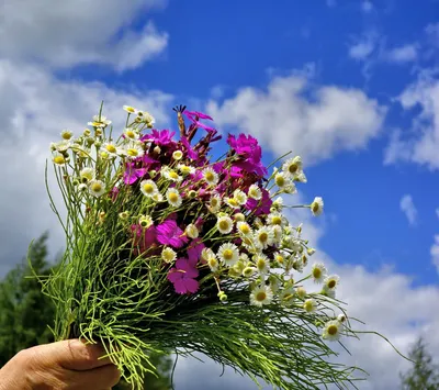 Фотография рук, держащих букет полевых цветов