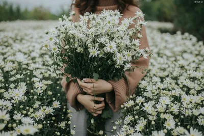 Фото букета полевых цветов в руках с близкого расстояния