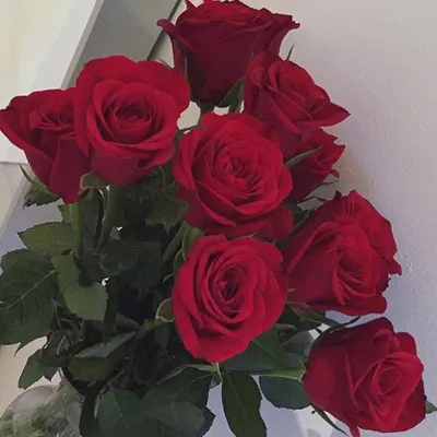 Купить55 белых роз в Санкт-Петербурге с доставкой на дом. Свежие розы в  роскошном букете в Новой Голландии.