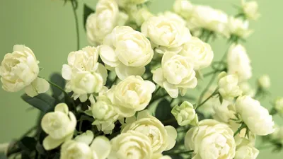 Красивые розы на столе - 87 фото