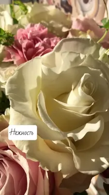 Искусственный цветок, шелковые пионы, роза, розовый, длинное растение, букет  невесты, свадебный стол, искусственный цветок, искусственный цветок,  фотоваза, уличный Декор для дома | AliExpress