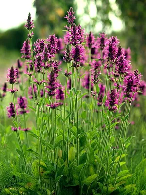 Буквица лекарственная (Betonica Officinalis)