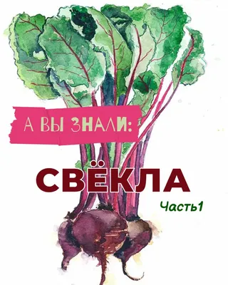 Свекла детская раскраска - Раскраски от сайта В мире сказки!