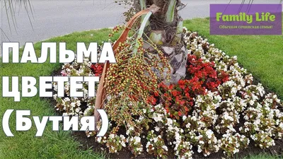 Бутия – растение, которое легко ухаживать: фото на это доказательство