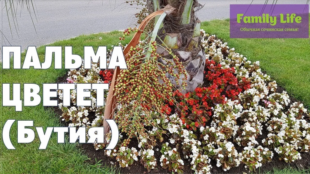 Бутия – растение, которое легко ухаживать: фото на это доказательство Бутия – растение, которое легко ухаживать: фото на это доказательство