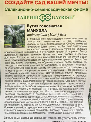 Фото растения Бутия: естественная красота в вашем доме