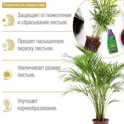 Фотография с прекрасным растением Бутия