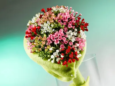 Фото Бувардии: какие преимущества растения перед другими комнатными цветами