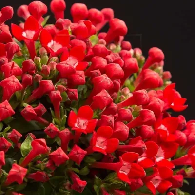 Изображение бувардии: красочный коктейль цветов