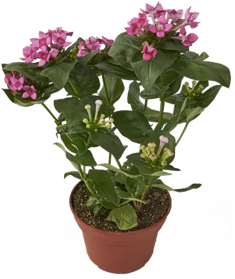 Фотография Бувардии: популярный вид комнатного растения