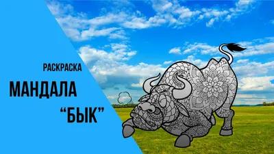 Раскраски Бычок для детей (38 шт.) - скачать или распечатать бесплатно  #20907